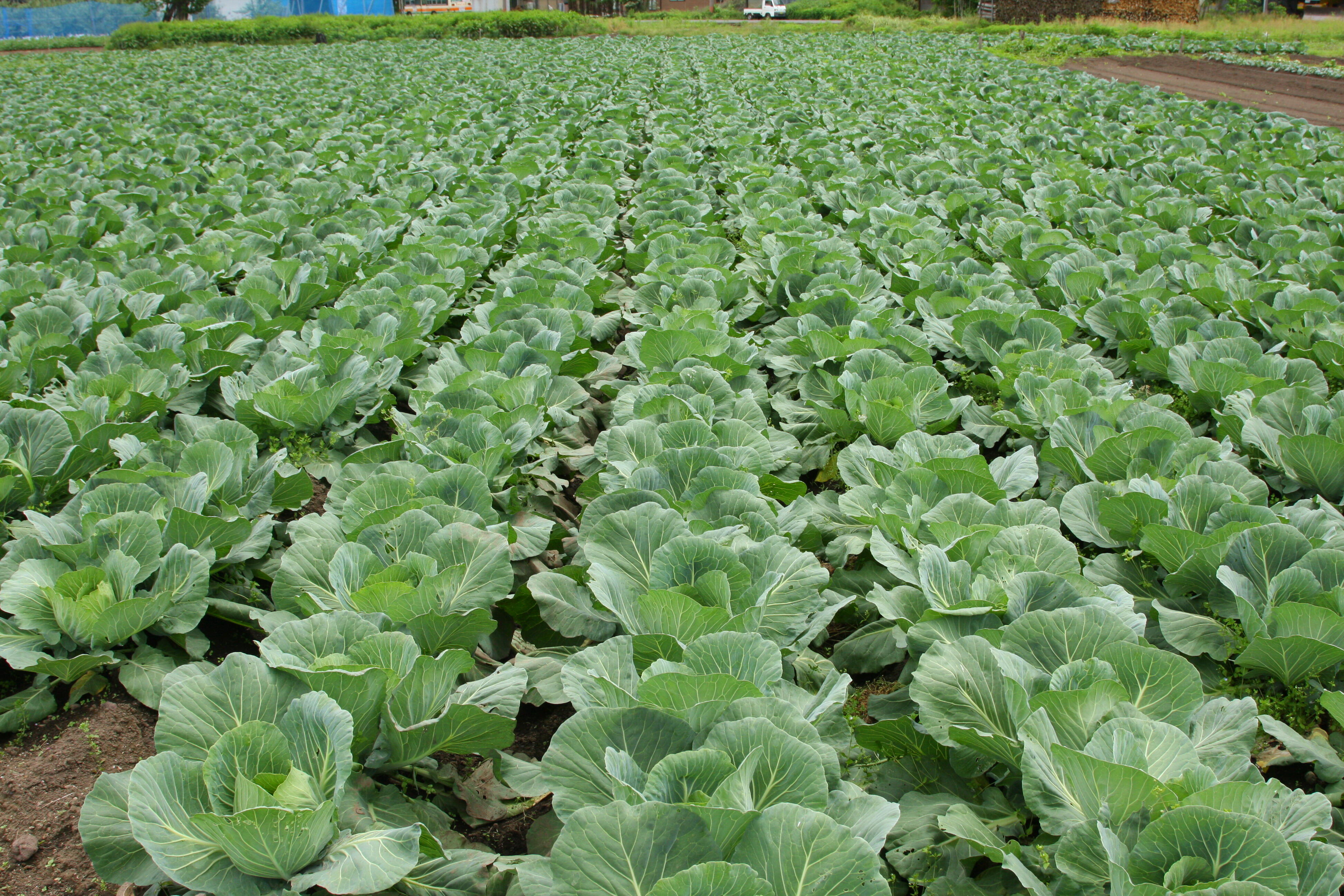 キャベツの切り方＆部位別調理法 サラダや炒め物に合うのは？カゴメ株式会社