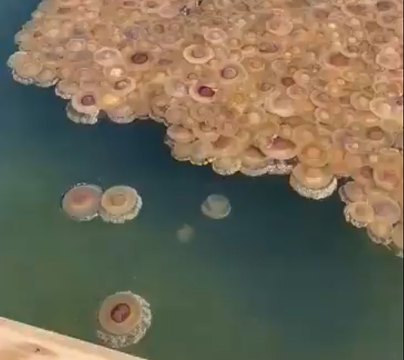 まるで「目玉焼き」なクラゲ コティロリーザツベルクラータに注目