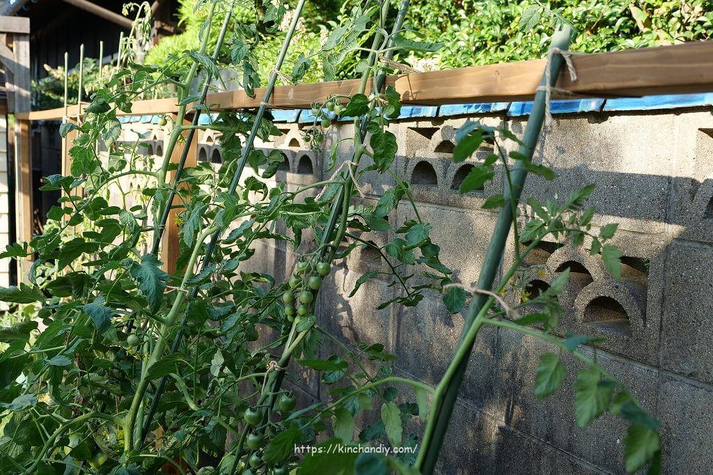 トマト支柱プランター栽培で使いやすい支柱の人気おすすめランキングミツケヨ