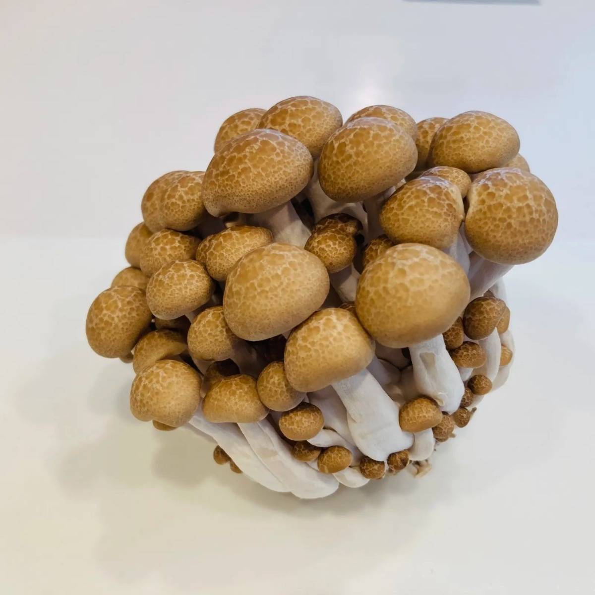 皆様お久しぶりです☺️ 今日は、皆様にクイズ！ 普段は、ぶなしめじって洗いますか？ ① 洗う ② 洗わない 皆さん、ぜひコメント欄で教えてください！ミスズライフ長野飯綱信濃町津南栄村能登西海那須塩原そのまま使えるぶなしめじぶなクイーン