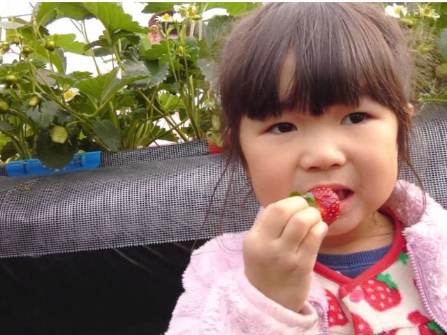 イチゴ直売のご案内 - 窪原苺園