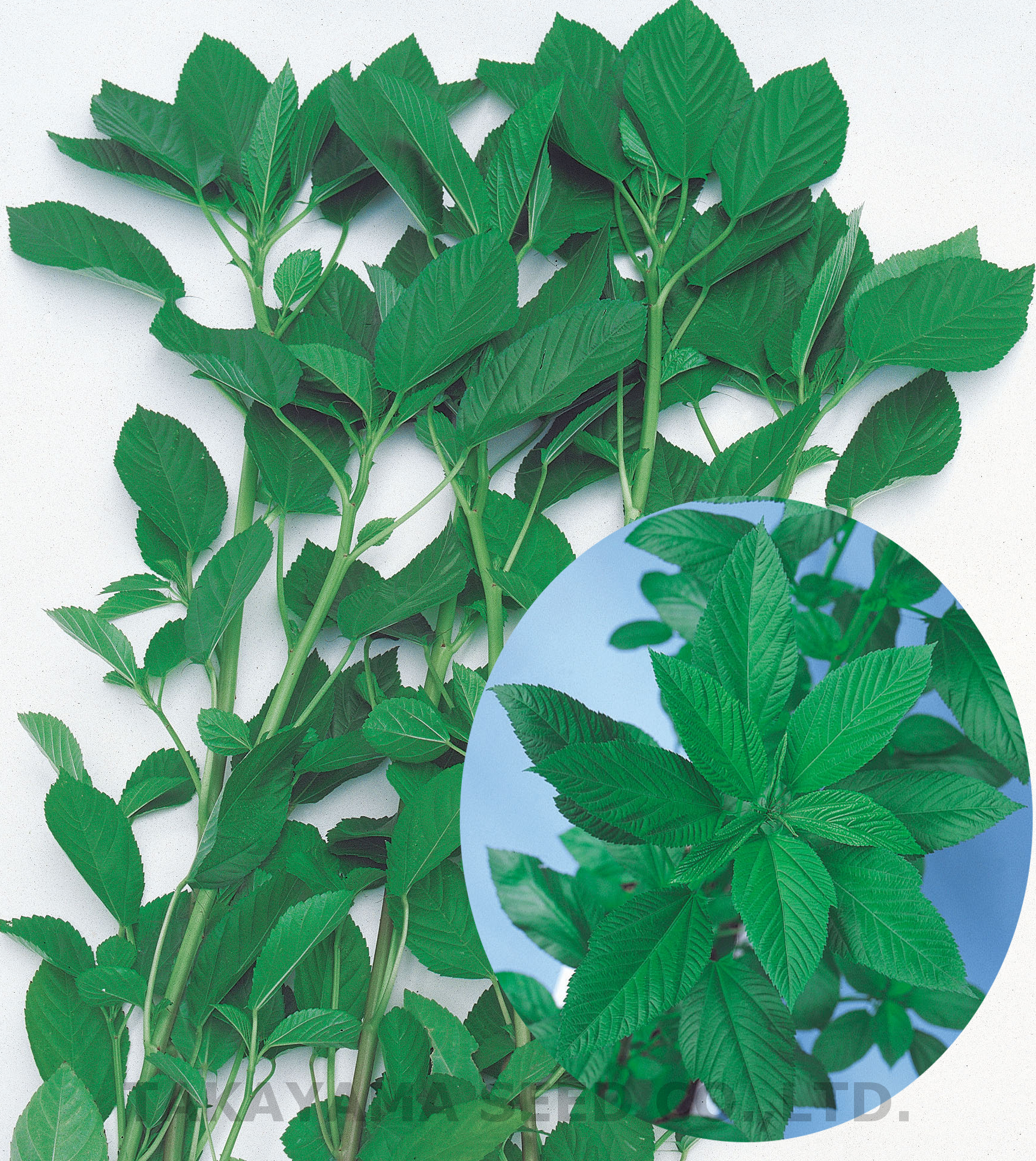 モロヘイヤの定植 種まき&育苗のお話など2023