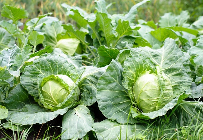春植え野菜の選び方