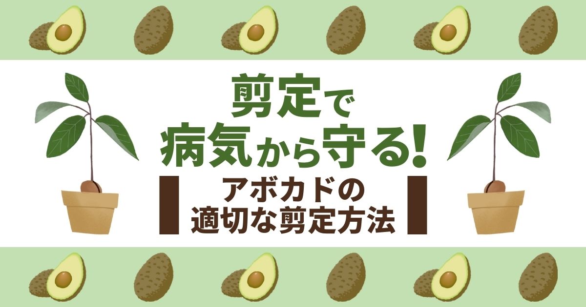 アボカド挿し木。 ・ 地上部死にましたが、発根してました！やり方を工夫したらなんとかいけますね。 ・ 枝から個体が増やせたら、凄いですね・avocadocutting挿し木アボカド