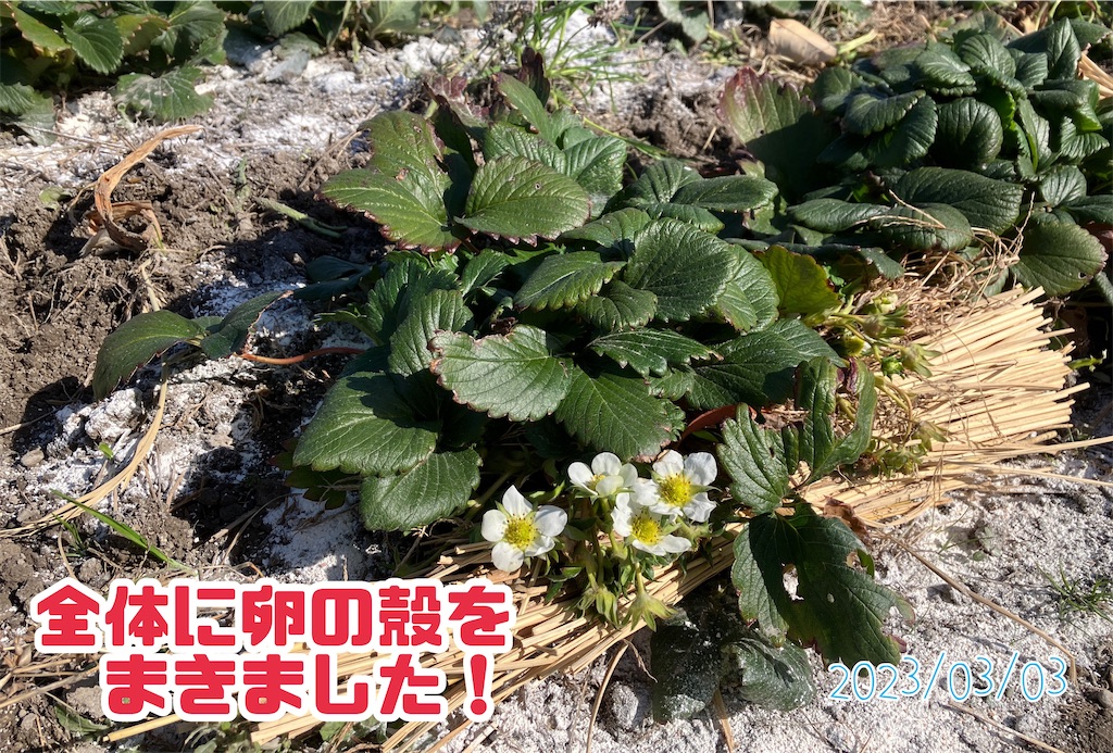 捨てるなんてもったいない！ 卵の殻はガーデニングで再利用しようライフハッカー・ジャパン