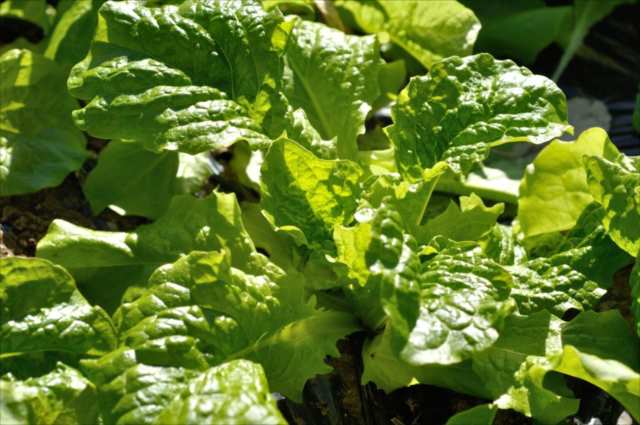 のらぼう菜を栽培してみて - 1178's diary