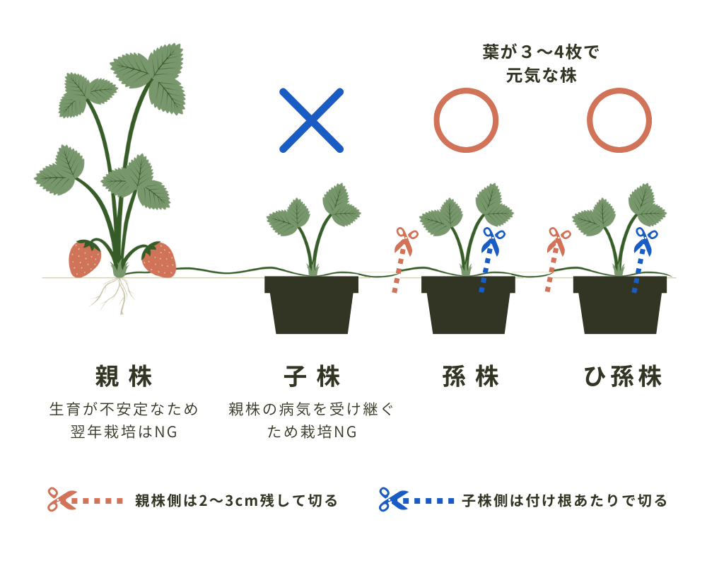 イチゴ達は増殖している。 - いちご農家西岡産業