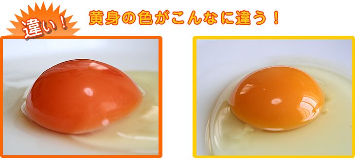 平飼い卵と普通の卵の違いを徹底検証
