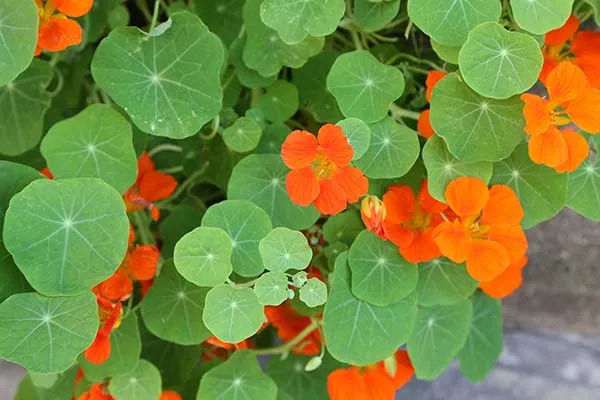 ナスタチウム キンレンカ の育て方！種まきの時期と方法は？HORTI by GreenSnap