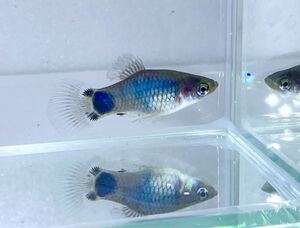 熱帯魚 外国産ミックスグッピー ３０ペア北海道航空便要保温 : チャーム charm ヤフー店 - 通販 - Yahoo!ショッピング