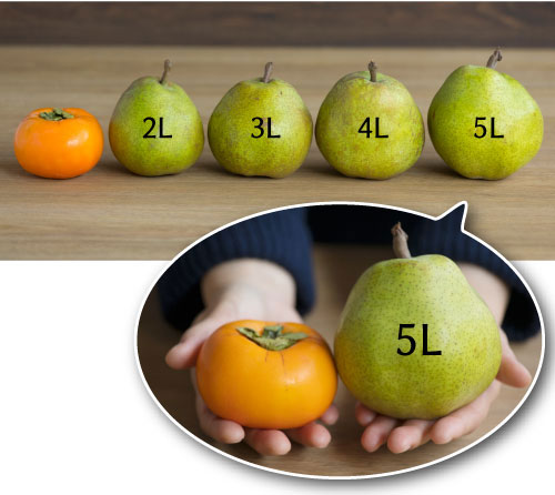 山形産 ”ラフランス” 訳あり 約5kg 大きさおまかせ 産地箱 洋梨 ラ・フランス 予約 10月下旬以降送料無料 : くらし快援隊 - 通販 -Yahoo!ショッピング