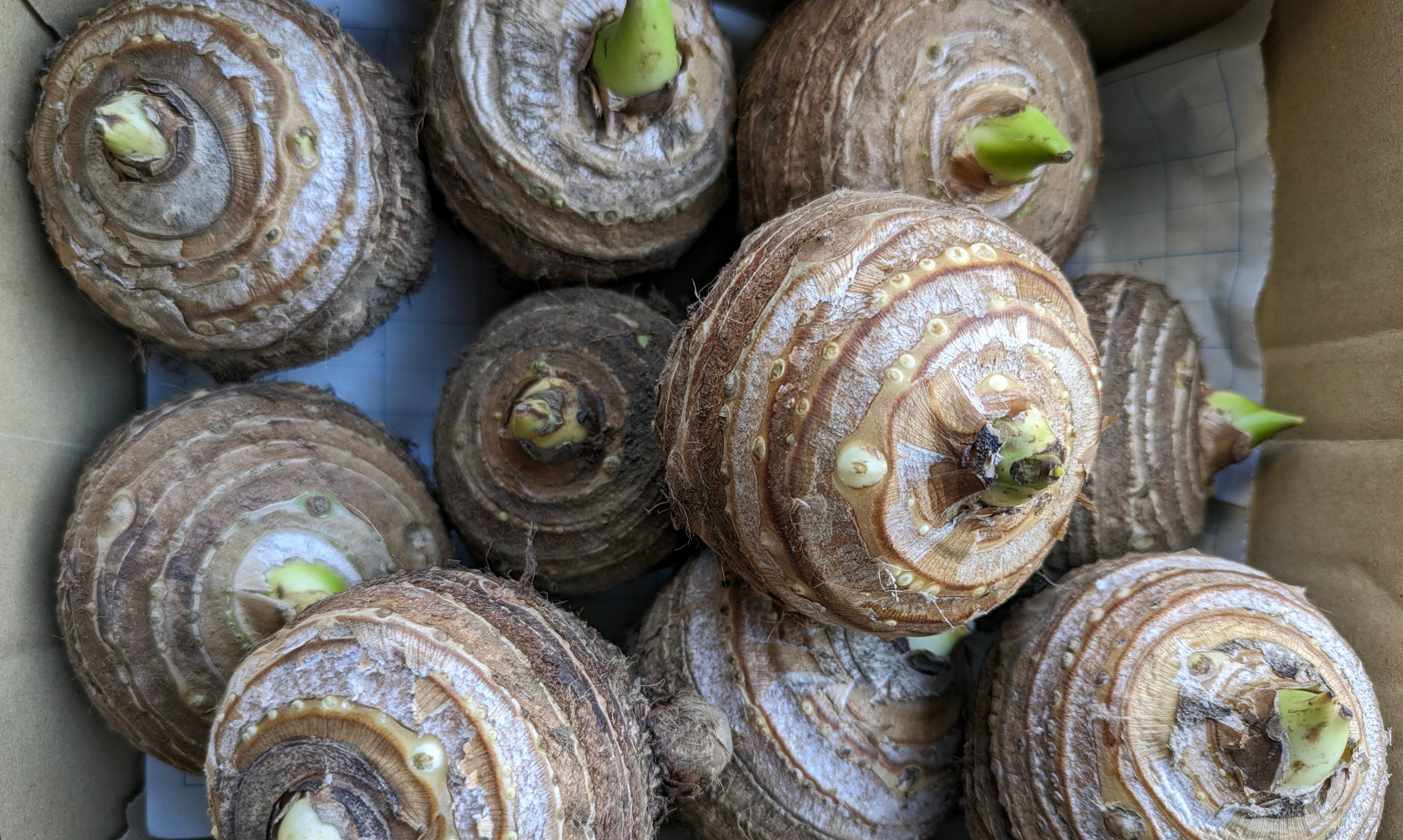 サトイモづくりのポイント 奈良県公式ホームページ