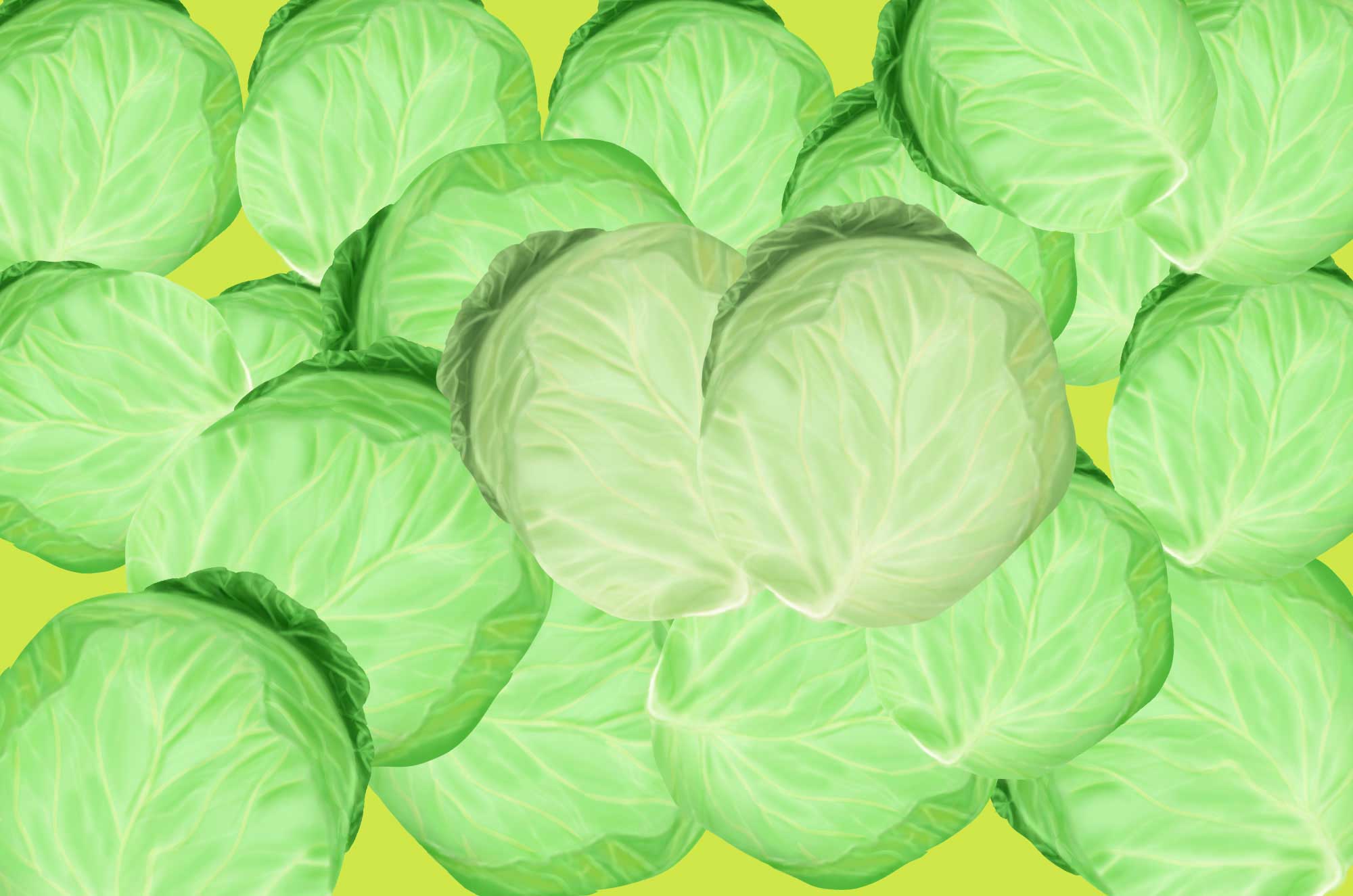 フリーイラストキャベツ 01