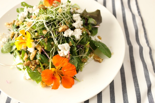 楽天市場有機種子ナスタチウム キンレンカ Sサイズ 12粒 種蒔時期 3～5月、9～10月 : 苗木部 ｂｙ 花ひろばオンライン