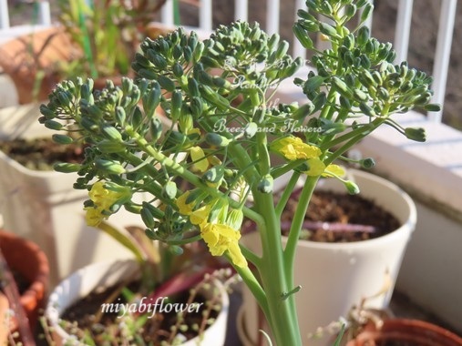 プランターにてブロッコリーを栽培してるのですが花が咲いてしまいました。もうダメ- Yahoo!知恵袋