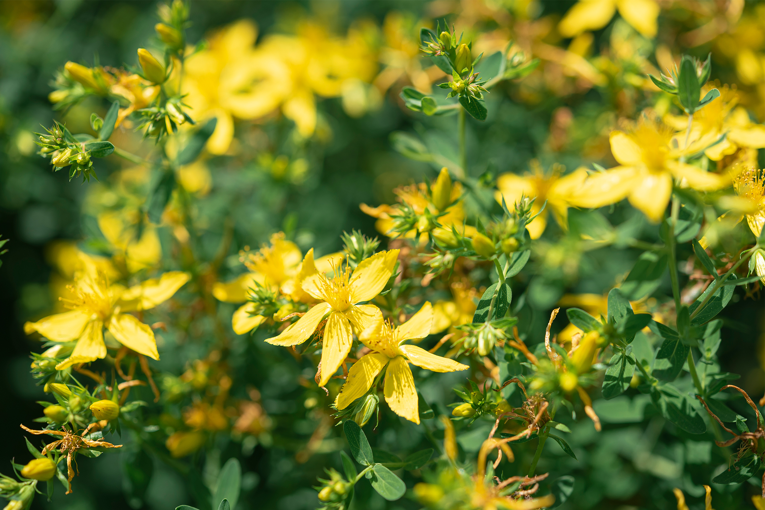 レモンバーム スプレーボトル メリッサ ハーブウォーター 化粧水 芳香蒸留水 フローラルウォーター 植物エキス ハイドロゾルMARIKOSHIMODOZONO 国産のハーブ・ハーブウォーター・石鹸の通販