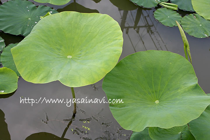加賀野菜『肉厚でもっちり、シャキッの加賀レンコン』～後編～株式会社まつの