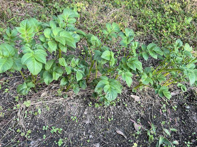 芽が出て緑色になったじゃがいもはどのくらいなら食べられる？みるめも