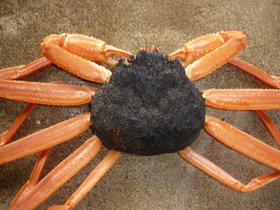 おいしい活け松葉ガニを一瞬で見分ける方法～甲羅についた黒いつぶつぶって何？香住佐津温泉 民宿 美味し宿かどや公式ブログ