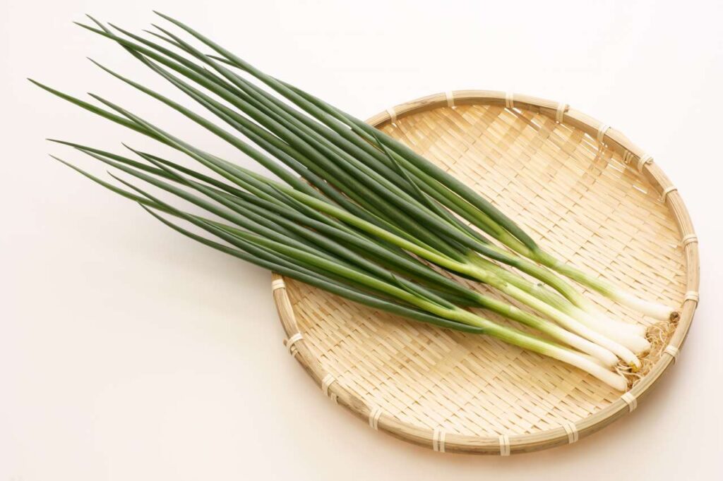 ワケギの室内栽培そだレポ 栽培レポート byベランダ農園みんなの趣味の園芸