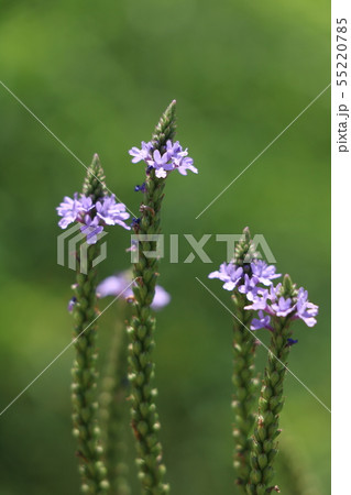 宿根バーベナハスタータブルースパイヤー4号苗 e07千草園芸