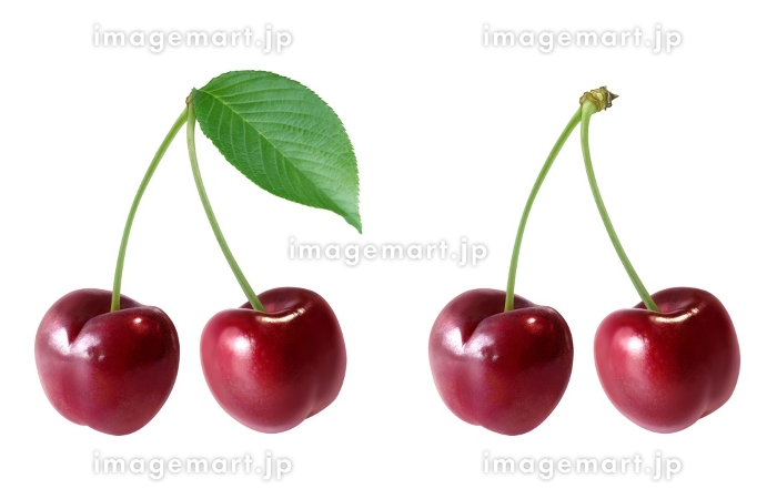 さくらんぼは桜の実？サクラとサクランボの違いについて解説！産直プライムブログJA連携！産地直送通販なら産直プライム