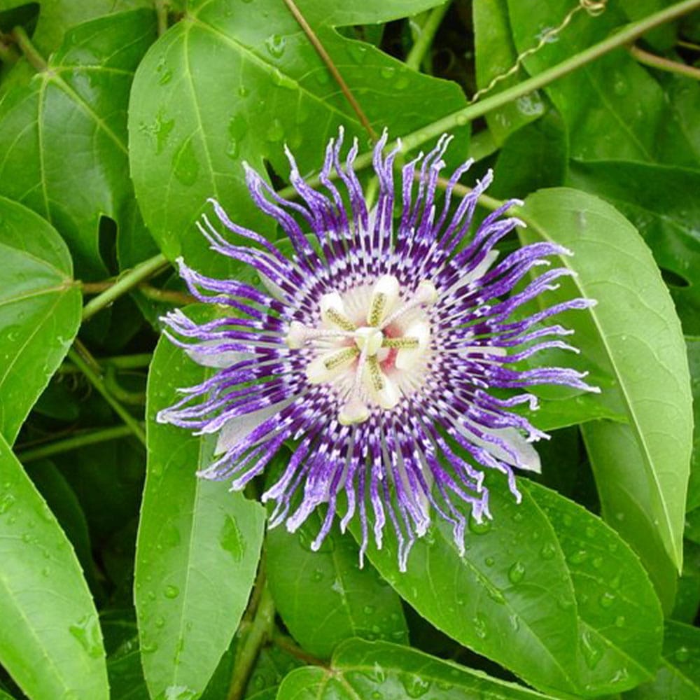 紫色の野菜や果物はどれだけある？特徴やレシピもご紹介デリッシュキッチン