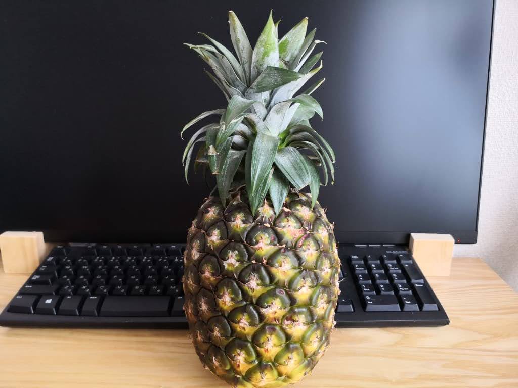 台湾産パイナップルをペットボトルで水耕栽培！台湾生しぼり