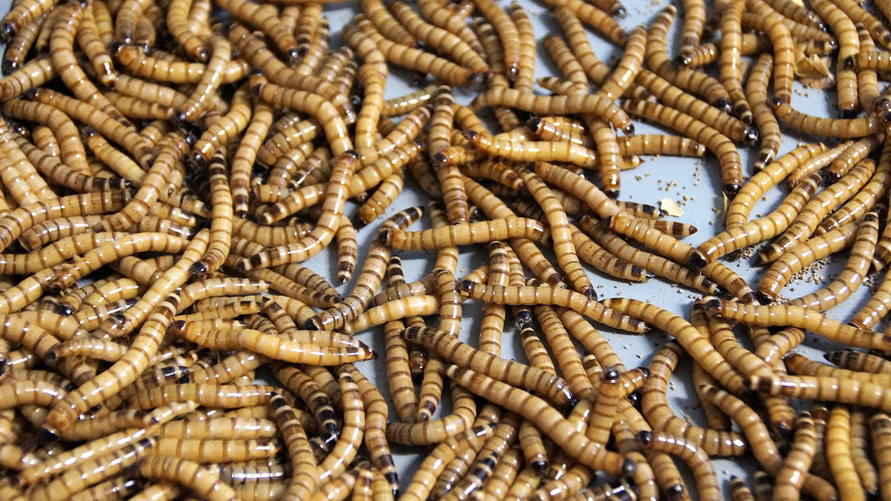 昆虫食は危険？デメリットばかりではないメリットも解説！マイナビ農業