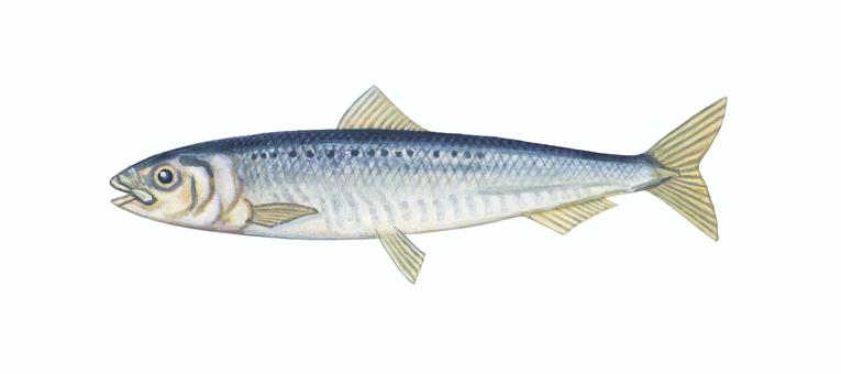 7,100点を超えるイワシのイラスト素材、ロイヤリティフリーのベクター素材グラフィックスとクリップアート - iStockマグロ, アジ, 魚