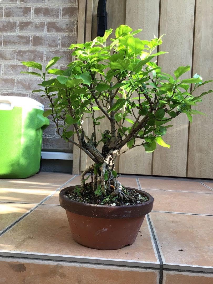 キンズ A3060☆金豆 花物実物 貴風盆栽☆「送料無料」浦部陽向園