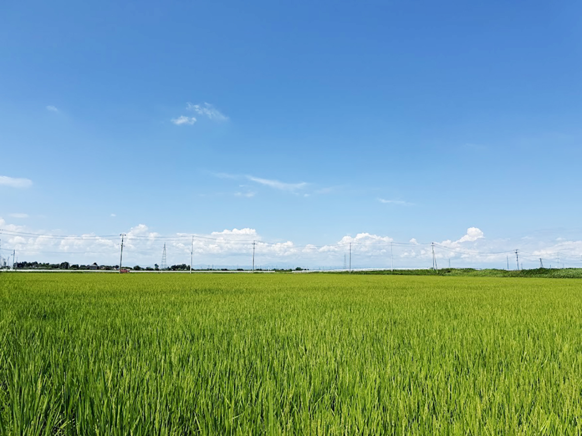 食材検索業務用食材検索サイト 食材プロ