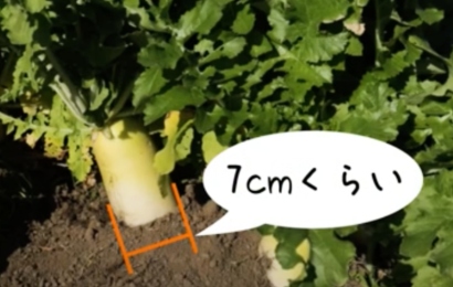 ダイコンは“す”が入る前に収穫する菜園マスター by Coasys Farm