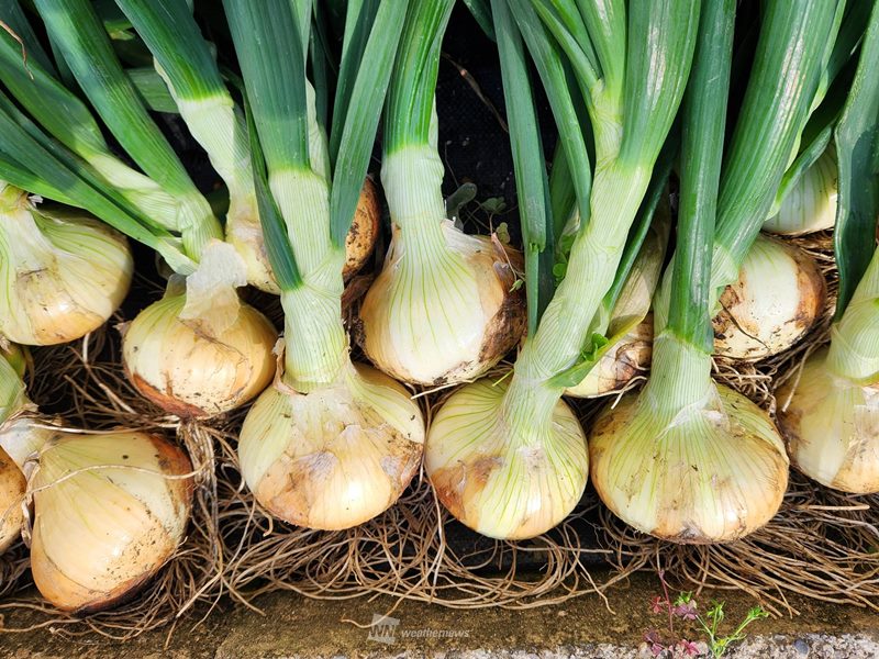 主婦必見 玉ねぎの保存方法！常温から冷凍まで長持ちさせる秘訣を大公開ふるなび公式ブログ ふるさと納税DISCOVERY