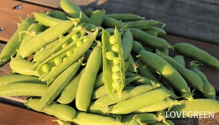 エンドウ：グリーンピース 極早生 実豌豆 * サカタ 野菜タネの通販園芸ネット