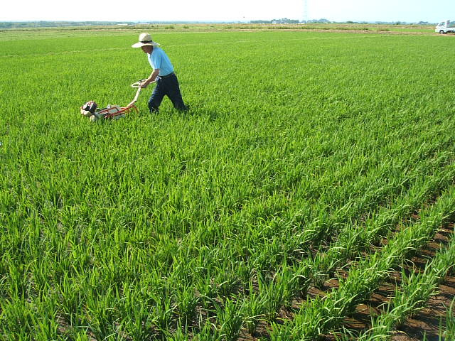 抜き穂をしております。原農場熊本県菊池市七城町の自然栽培無農薬のお米