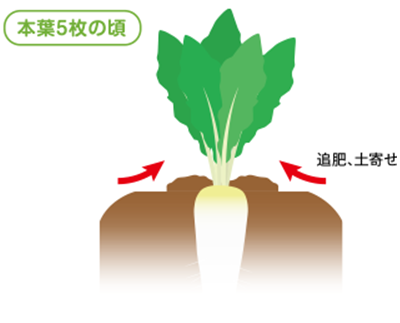 スーパーの大根はどうして葉がないの？葉を切るのには大事な理由があった 大人の食育コラムracss- エキスパート - Yahoo!ニュース