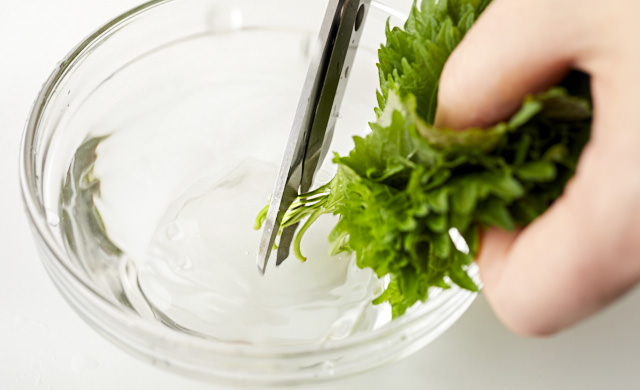 大葉としその違いとは？青じそ 大葉 の栄養や保存方法も解説ふるなび公式ブログ ふるさと納税DISCOVERY