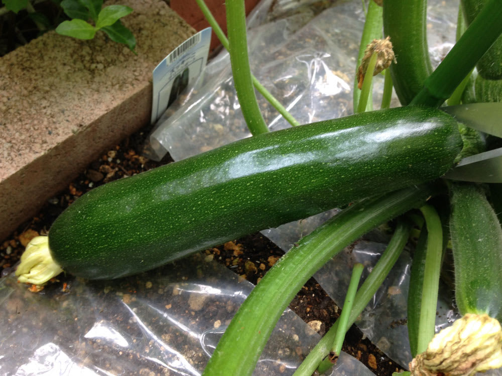 ズッキーニの栽培管理技術と方法アグリくまもと