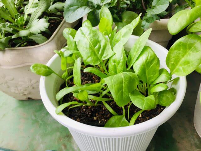 寒ちぢみほうれん草 – 商品別育て方情報 ニチノウのタネ