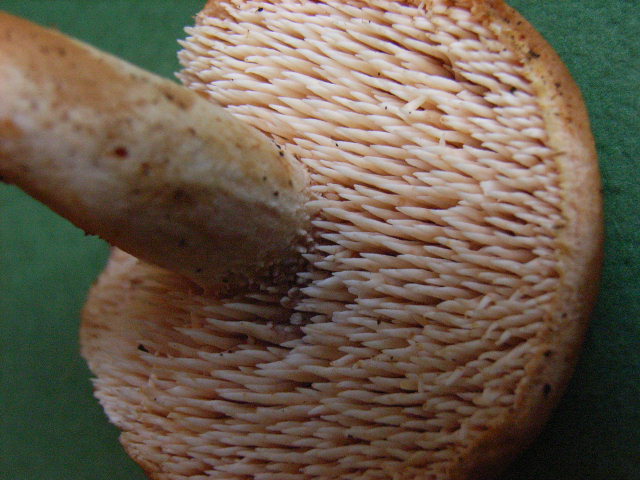 お盆ならトビダゲ トンビマイタケ天地人