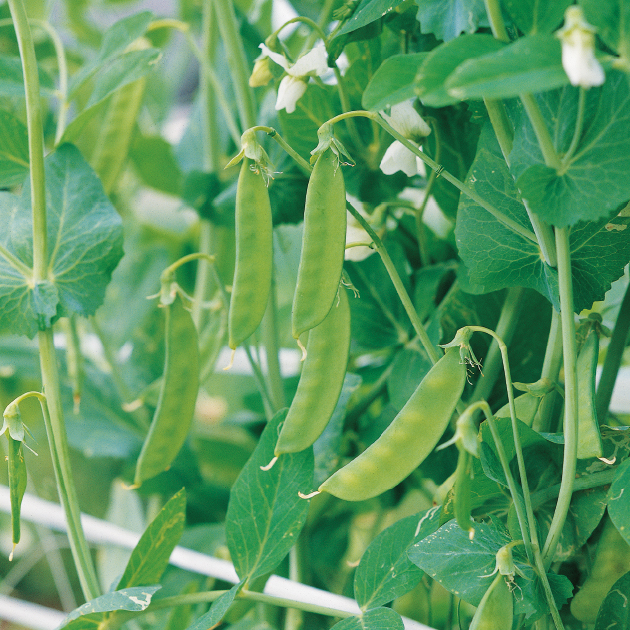 エンドウ豆」の種類とは？おいしく食べるための下ごしらえとレシピをご紹介！クラシル