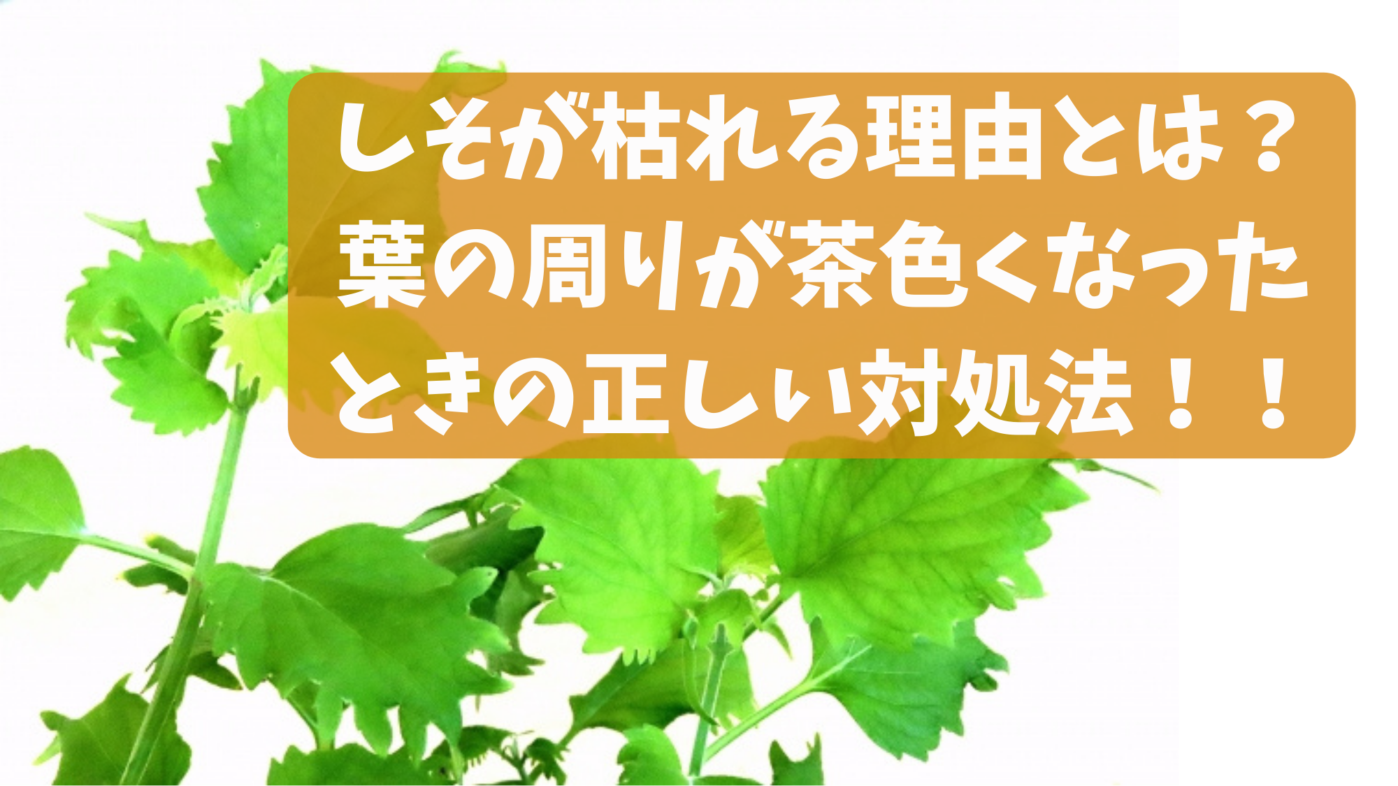 家の敷地で大葉を育てています大葉が大きくなってきたなぁと思 園芸相談Q＆Aみんなの趣味の園芸