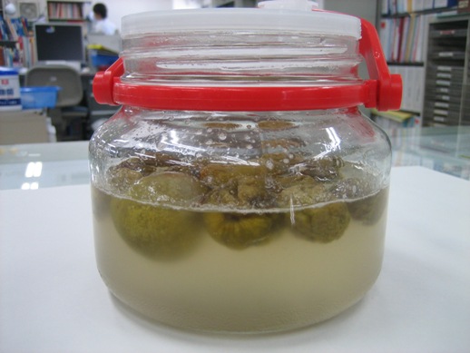 梅シロップにカビ発生 飲めるかどうかの見分け方！ カビの原因&カビを防ぐポイントまで解説！しゅわしゅわブログ