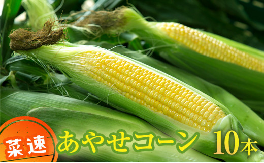 とうもろこし – らくがき帳