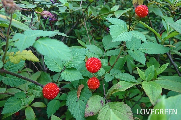 12月の道端 お子様注意ー！可愛い赤い実だけど、恐ろしいー！危険を招く2つの特徴！園芸のアイデア暮らしニスタ