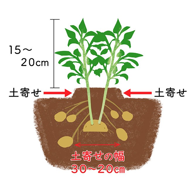 秋じゃがいもの作付と害虫対策Let's try 区民農園