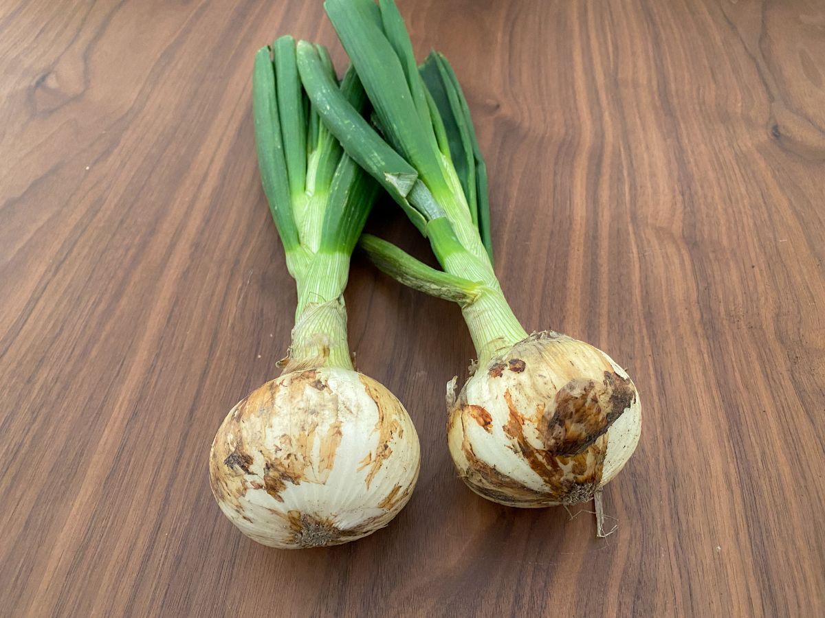 玉ねぎのとう立ちの原因と玉ねぎが太る為に必要な事とはさびまりの野菜栽培ブログ