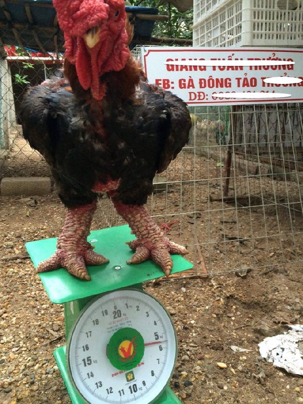 実在する驚くべき鶏の品種ailovei