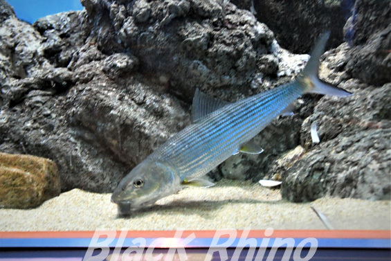 ソトイワシ - 釣りをするのストックフォトや画像を多数ご用意 - 釣りをする, カリブ, ソトイワシ - iStock